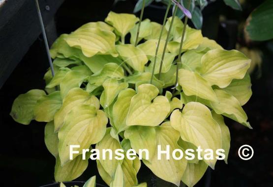 Hosta Cheatin Heart